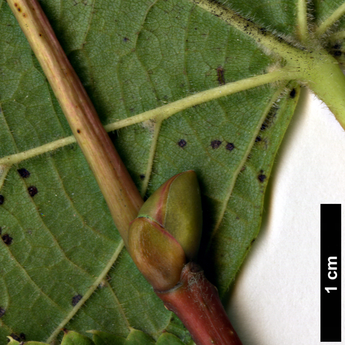 High resolution image: Family: Malvaceae - Genus: Tilia - Taxon: platyphyllos - SpeciesSub: subsp. cordifolia